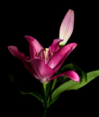 Fototapeta premium flower dahlia rose lily sunflower iris petal bloom single black background