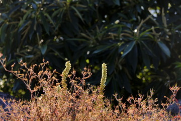 Pflanzen der Bretagne