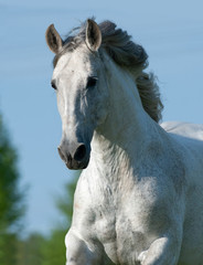 Fototapeta na wymiar Gray andalusian stallion