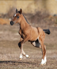 Cute little foal running