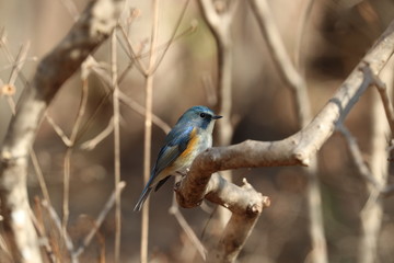 ルリビタキ（オス）