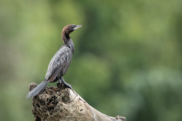 Pigmy Cormorant 