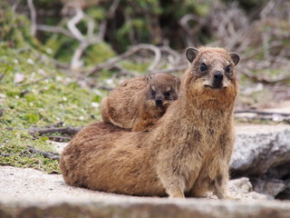 Dassie Mom and Baby