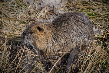 Biberratte