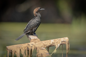 Pigmy Cormorant sitting on an old memorial cross washed away from the bank of the Dunarea river