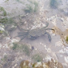 Crab friend
