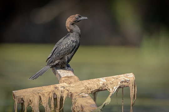 Pigmy Cormorant sitting on an old memorial cross washed away from the bank of the Dunarea river