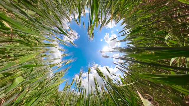 Field with green wheat on summer day spherical little planet view 360VR. Spikelets of ripening green wheat on farm land.