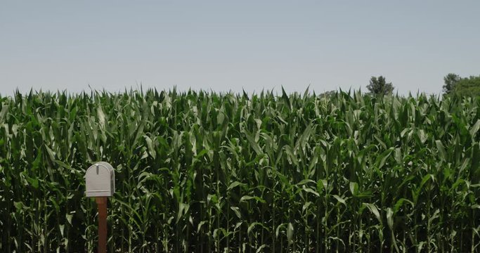 A mailbox on the side of a road next to a corn field