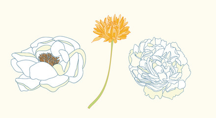 Peony Vector Illustration Element Set