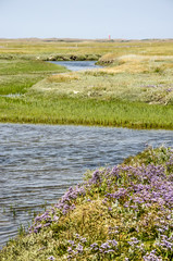 Sea lavender growing on the bank of a tidal creek in the Slufter area in National Park Dunes of Texel in the Netherlands