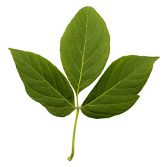 Natural green fresh leaf with stem,  trefoil with a lot of streaks isolated on white background