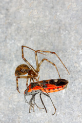 The spider caught the beetle in its net