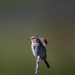 Savannah Sparrow