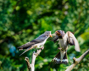 Hirundo rustica, airborne cargo delivery 2