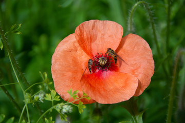 Poppy against a green foliage background with two feeding insects