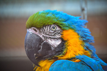 ARA
