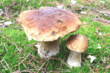 Edible mushrooms in natural environment in forest in autumn