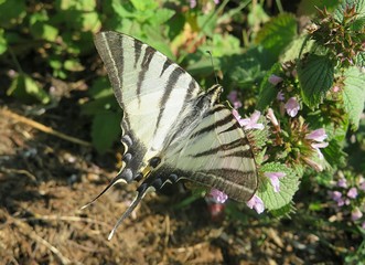 Swallowtail butterfly on lamium flowers in the meadow, closeup