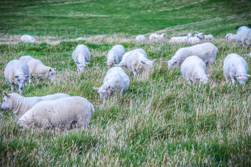 Fototapeta premium Shetland sheep at Shetland Islands