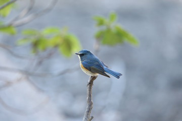 ルリビタキ（オス）