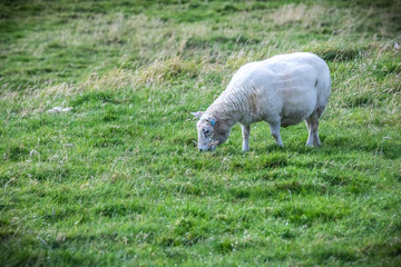 Fototapeta premium Shetland sheep at Shetland Islands