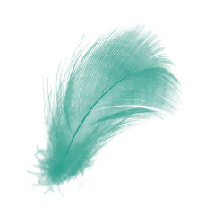 Beautiful green florida keys colors tone feather texture background,trends color 