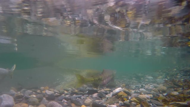 Underwater shot from salmon in Alaska