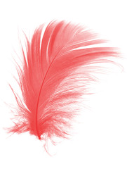 Beautiful red maroon feather isolated on white background 