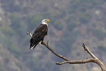 Eagle at Los Angeles foothills