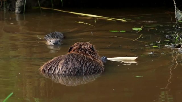 Beaver in nature