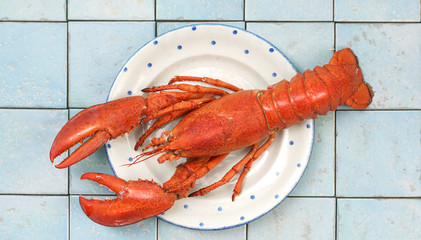 frischer Hummer in der Küche