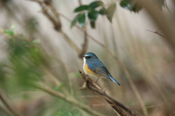 ルリビタキ（オス）