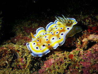 Goniobranchus Geminus, Koh Lipe, Thailand