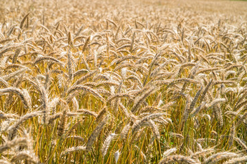 Detail of golden barley with field in background