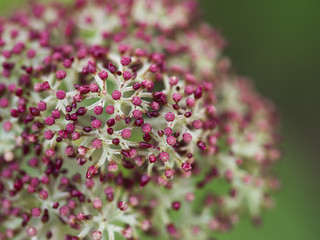 Pinke Blütenknopsen einer Hortensie (Hydrangea)