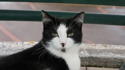 Chat-pitre
