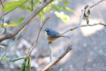 ルリビタキ（オス）