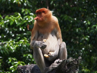 Proboscis Monkey eating