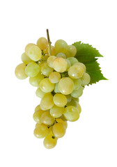 Fresh green grapes branch isolated on white background.