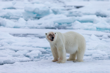 Fototapeta na wymiar Polar bear of Spitzbergen (Ursus maritimus)