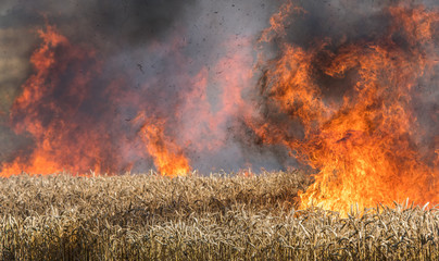 Feldbrand, brennendes Weizenfeld