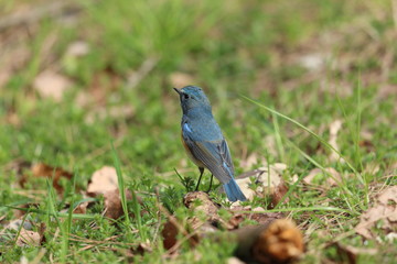 ルリビタキ（オス）