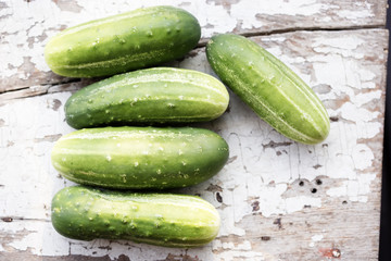 Fresh cucumbers from the field