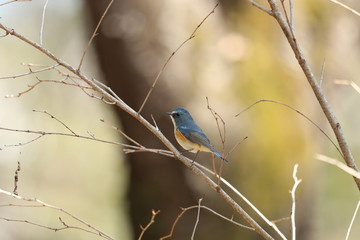 ルリビタキ（オス）