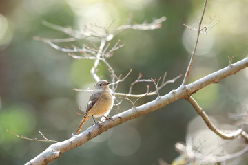 ジョウビタキ（メス）