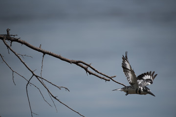 Pied Kingfisher
