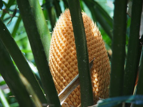 Palmenfrucht