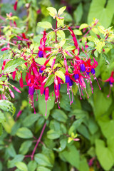 Fuchsia de Magellan