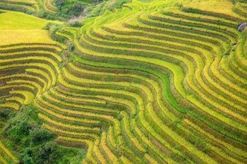 Foto auf Leinwand Longji-Reisterrassen © swisshippo